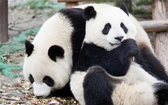 1523412448110591.jpg 8.jpg