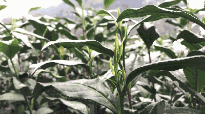 1524212314568751.gif 2.gif